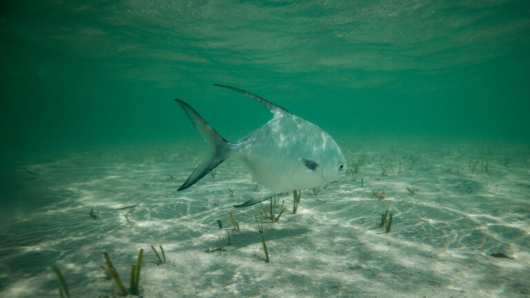 Permit Fishing at Kay Fly Fishing Lodge